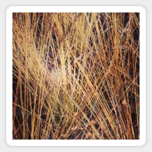 Autumnal grasses Sticker